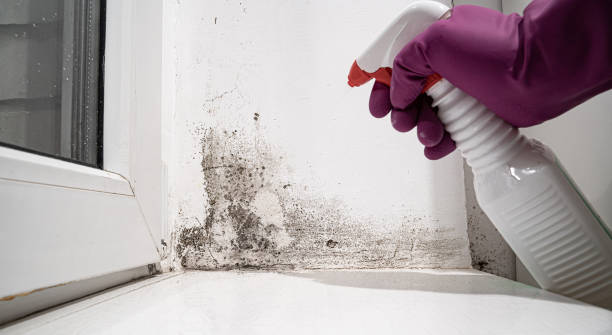 Best Local water damage restoration  in , ID